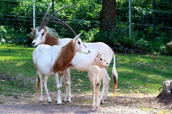 Säbelantilope mit Jungtier Zoo Vivarium Darmstadt 2019