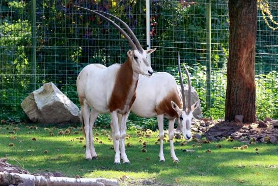 Säbelantilope Zoo Vivarium Darmstadt 2019