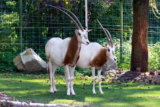 Säbelantilope Paar Zoo Vivarium Darmstadt 2019