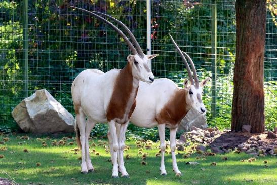 Säbelantilope Zoo Vivarium Darmstadt 2019