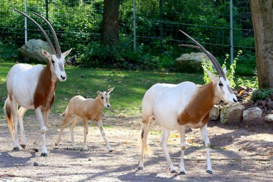 Säbelantilope mit Jungtier Zoo Vivarium Darmstadt 2019