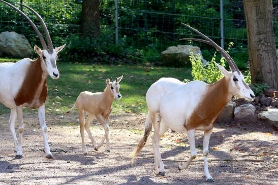 Säbelantilope mit Jungtier Zoo Vivarium Darmstadt 2019