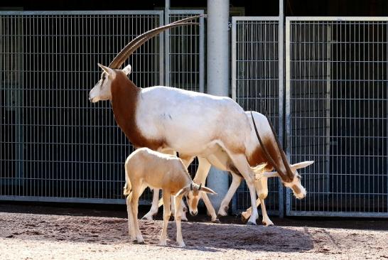 Säbelantilope mit Nachwuchs Zoo Vivarium Darmstadt 2019