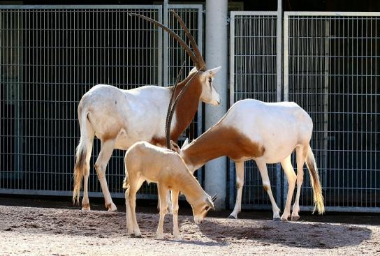 Säbelantilope mit Nachwuchs Zoo Vivarium Darmstadt 2019