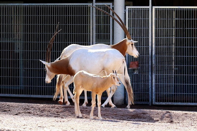 Säbelantilope mit Jungtier Zoo Vivarium Darmstadt 2019