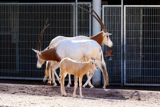 Säbelantilope mit Jungtier Zoo Vivarium Darmstadt 2019