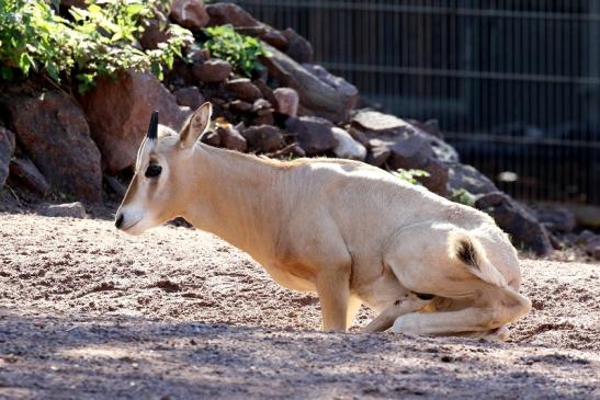 Säbelantilope Jungtier Zoo Vivarium Darmstadt 2019