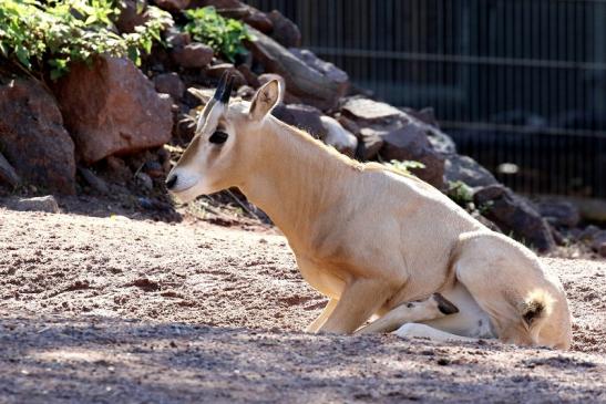 Säbelantilope Nachwuchs Zoo Vivarium Darmstadt 2019