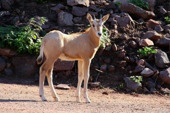 Säbelantilope Nachwuchs Zoo Vivarium Darmstadt 2019