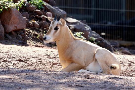 Säbelantilope Jungtier Zoo Vivarium Darmstadt 2019