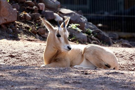 Säbelantilope Nachwuchs Zoo Vivarium Darmstadt 2019