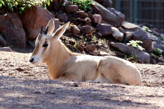 Säbelantilope Nachwuchs Zoo Vivarium Darmstadt 2019