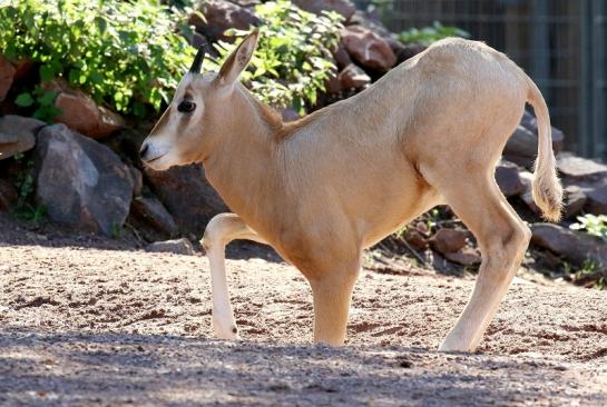 Säbelantilope Jungtier Zoo Vivarium Darmstadt 2019