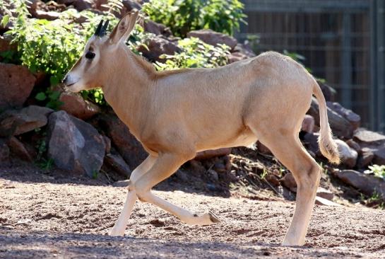 Säbelantilope Jungtier Zoo Vivarium Darmstadt 2019