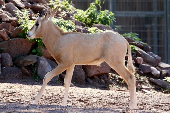 Säbelantilope Nachwuchs Zoo Vivarium Darmstadt 2019