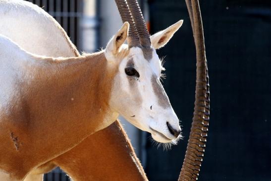 Säbelantilope Zoo Vivarium Darmstadt 2019