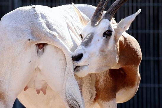 Säbelantilope Zoo Vivarium Darmstadt 2019