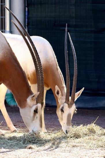 Säbelantilope Zoo Vivarium Darmstadt 2019