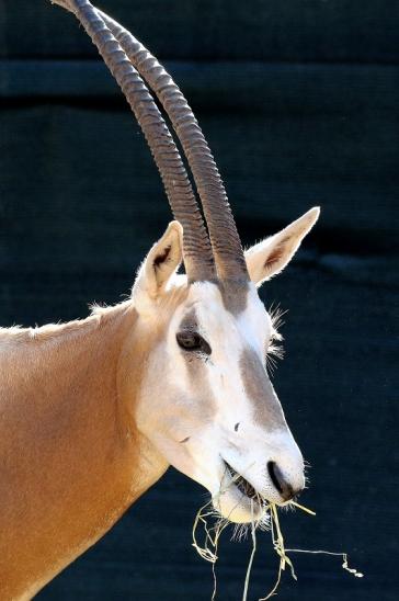 Säbelantilope Zoo Vivarium Darmstadt 2019