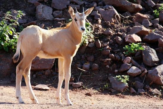 Säbelantilope Nachwuchs Zoo Vivarium Darmstadt 2019