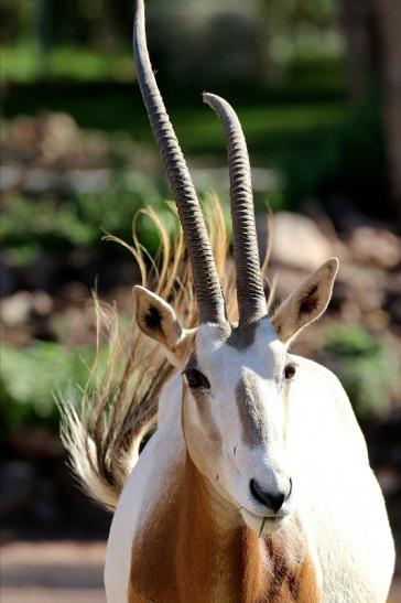 Säbelantilope Zoo Vivarium Darmstadt 2019