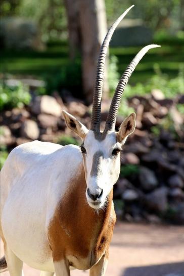 Säbelantilope Zoo Vivarium Darmstadt 2019