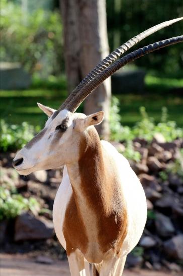 Säbelantilope Zoo Vivarium Darmstadt 2019