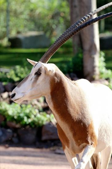 Säbelantilope Zoo Vivarium Darmstadt 2019