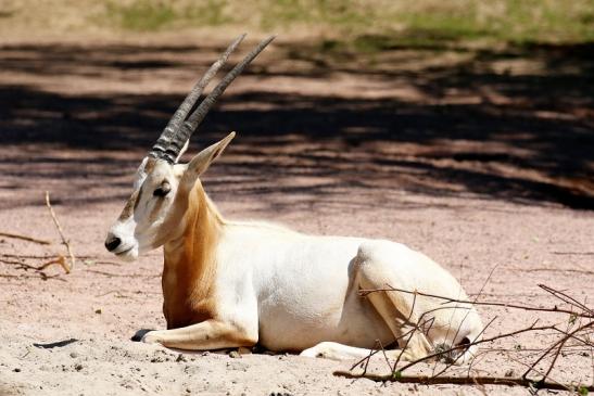 Säbelantilope - Nachwuchs aus 2019 - Zoo Vivarium Darmstadt 2020