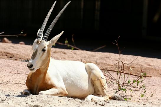 Säbelantilope - Nachwuchs aus 2019 - Zoo Vivarium Darmstadt 2020