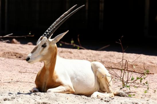 Säbelantilope - Nachwuchs aus 2019 - Zoo Vivarium Darmstadt 2020