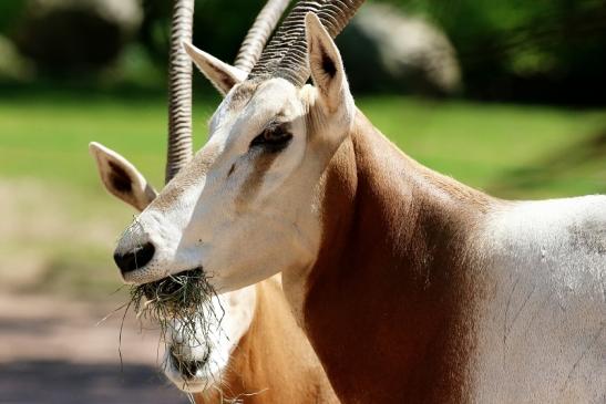 Säbelantilope Zoo Vivarium Darmstadt 2020