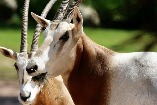 Säbelantilope Zoo Vivarium Darmstadt 2020