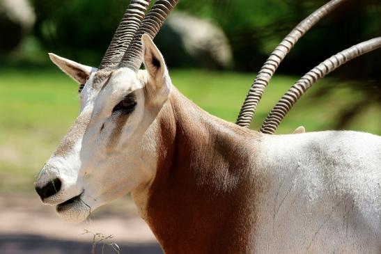 Säbelantilope Zoo Vivarium Darmstadt 2020