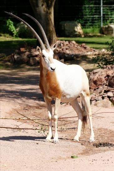 Säbelantilope Zoo Vivarium Darmstadt 2020