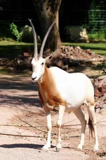 Säbelantilope Zoo Vivarium Darmstadt 2020