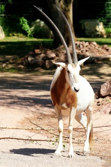 Säbelantilope Zoo Vivarium Darmstadt 2020