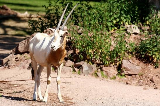 Säbelantilope - Nachwuchs aus 2019 - Zoo Vivarium Darmstadt 2020