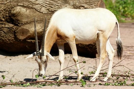 Säbelantilope - Nachwuchs aus 2019 - Zoo Vivarium Darmstadt 2020 