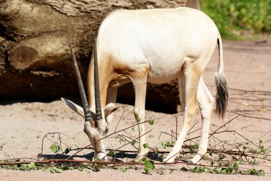 Säbelantilope - Nachwuchs aus 2019 - Zoo Vivarium Darmstadt 2020