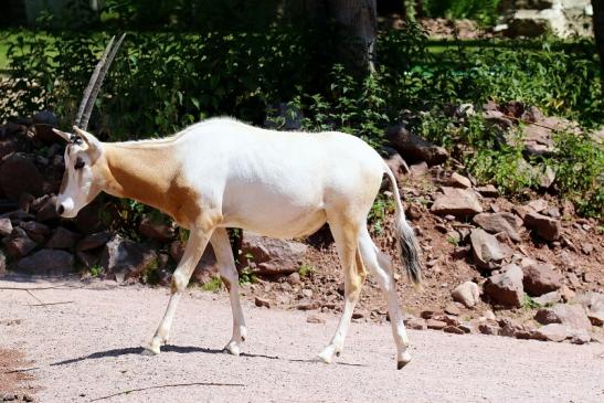 Säbelantilope - Nachwuchs aus 2019 - Zoo Vivarium Darmstadt 2020