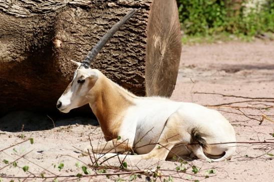 Säbelantilope - Nachwuchs aus 2019 - Zoo Vivarium Darmstadt 2020