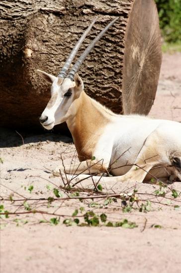 Säbelantilope - Nachwuchs aus 2019 - Zoo Vivarium Darmstadt 2020