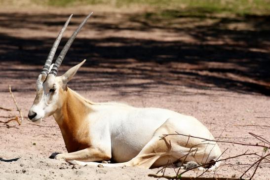 Säbelantilope - Nachwuchs aus 2019 - Zoo Vivarium Darmstadt 2020