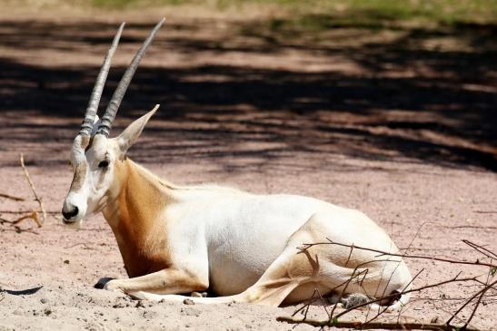 Säbelantilope - Nachwuchs aus 2019 - Zoo Vivarium Darmstadt 2020