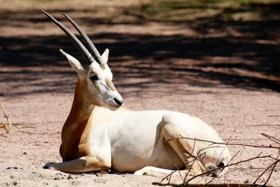 Säbelantilope - Nachwuchs aus 2019 - Zoo Vivarium Darmstadt 2020