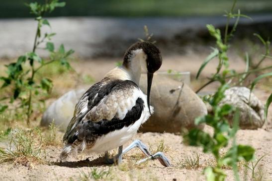 Säbelschnäbler Jungtier in der Umfärbung Zoo Vivarium Darmstadt 2019