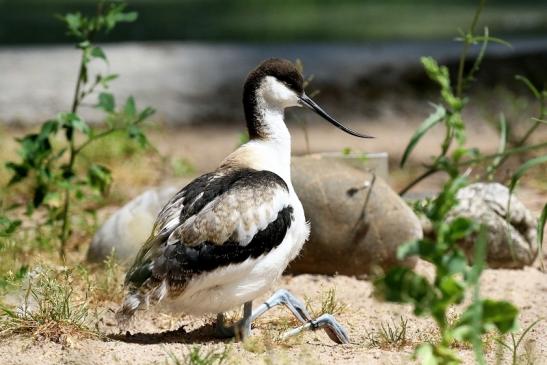 Säbelschnäbler Jungtier in der Umfärbung Zoo Vivarium Darmstadt 2019