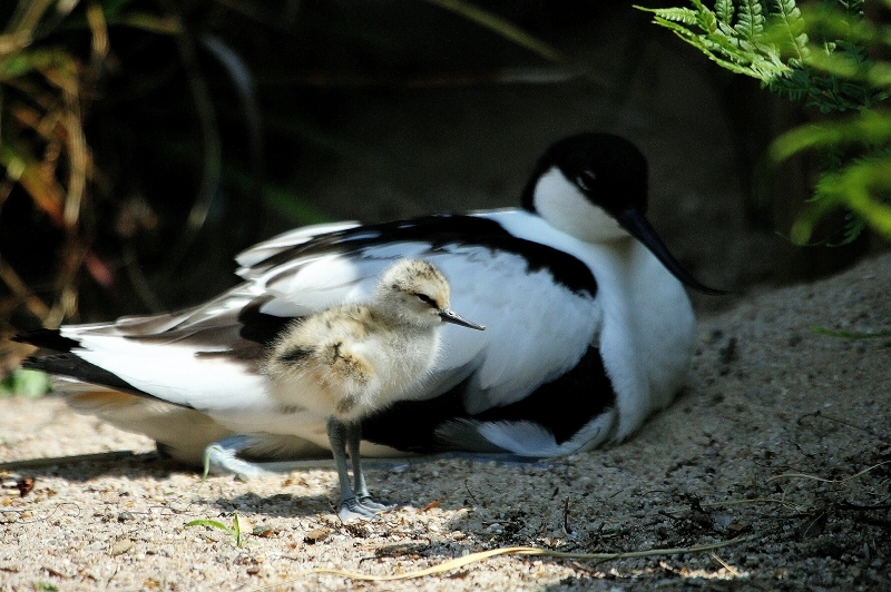 Säbelschnäbler mit Nachwuchs Zoo Vivarium Darmstadt 2014 