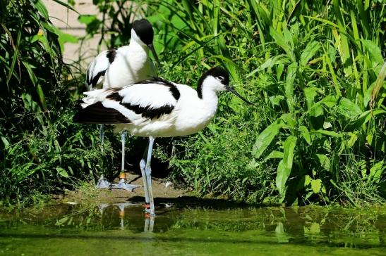 Säbelschnäbler Zoo Frankfurt am Main 2017 VB